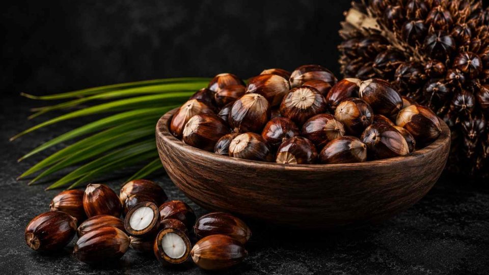 Palm Kernel-100kb Palm Kernel-100kb