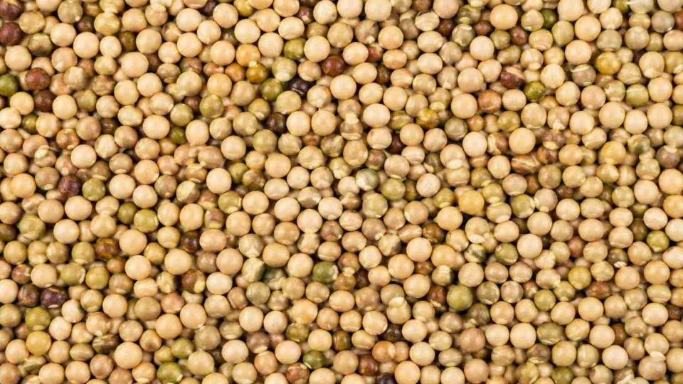 Pigeon Pea-100kb Pigeon Pea-100kb