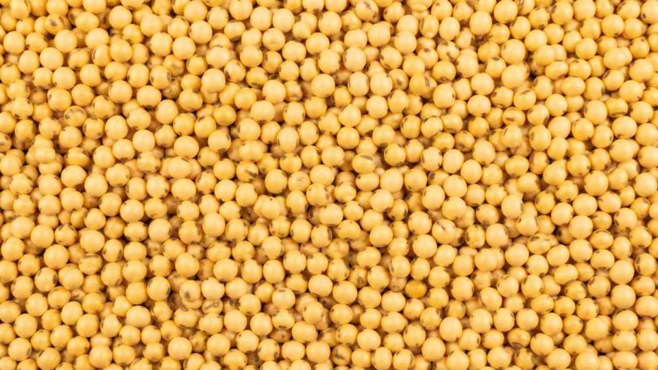 Soya Bean-100kb Soya Bean-100kb